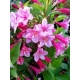KRZEWUSZKA WEIGELA - sadzonki 40 / 60 cm